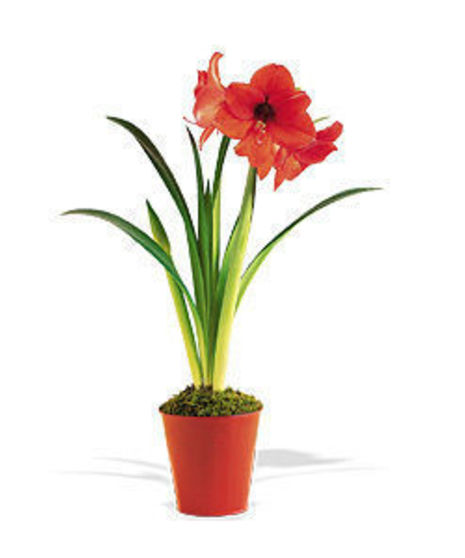 Amaryllis plant in a terra cotta container with holiday foliage.